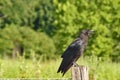 Cawing Crow on a Hot Summer Day Royalty Free Stock Photo