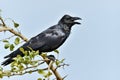 Cawing crow.The Indian jungle crow. Royalty Free Stock Photo