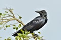 Cawing crow.The Indian jungle crow. Royalty Free Stock Photo