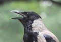 Cawing hooded crow Royalty Free Stock Photo