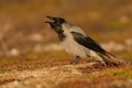 Cawing Hooded Crow - Corvus cornix from Norway Royalty Free Stock Photo