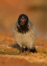 Cawing Hooded Crow - Corvus cornix from Norway Royalty Free Stock Photo