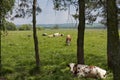 Caws on a farm feeding in a meadow photo Royalty Free Stock Photo