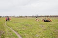 Caws on green pasture at ecofarm on grazing , spring day, rural landscape