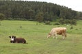 Caws on the meadows of Tsigov Chark