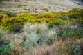 Cayambe-Coca reserve Royalty Free Stock Photo