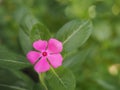 Cayenne Jasmine ,Periwinkle, Catharanthus rosea, Madagascar Periwinkle, Vinca, Apocynaceae name flower pink color springtime in Royalty Free Stock Photo