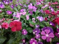 Cayenne Jasmine ,Periwinkle, Catharanthus rosea, Madagascar Periwinkle, Vinca, Apocynaceae name flower pink color springtime in Royalty Free Stock Photo