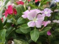 Cayenne Jasmine ,Periwinkle, Catharanthus rosea, Madagascar Periwinkle, Vinca, Apocynaceae name flower pink color springtime in Royalty Free Stock Photo