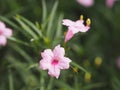 Cayenne Jasmine ,Periwinkle, Catharanthus rosea, Madagascar Periwinkle, Vinca, Apocynaceae name flower pink color springtime in Royalty Free Stock Photo