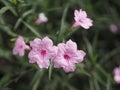 Cayenne Jasmine ,Periwinkle, Catharanthus rosea, Madagascar Periwinkle, Vinca, Apocynaceae name flower pink color springtime in Royalty Free Stock Photo