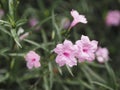 Cayenne Jasmine ,Periwinkle, Catharanthus rosea, Madagascar Periwinkle, Vinca, Apocynaceae name flower pink color springtime in Royalty Free Stock Photo