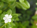 Cayenne Jasmine ,Periwinkle, Catharanthus rosea, Madagascar Periwinkle, Vinca, Apocynaceae name flower white color springtime in Royalty Free Stock Photo