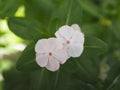 Cayenne Jasmine ,Periwinkle, Catharanthus rosea, Madagascar Periwinkle, Vinca, Apocynaceae name flower white color springtime in Royalty Free Stock Photo