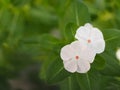 Cayenne Jasmine ,Periwinkle, Catharanthus rosea, Madagascar Periwinkle, Vinca, Apocynaceae name flower white color springtime in Royalty Free Stock Photo