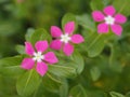 Cayenne Jasmine ,Periwinkle, Catharanthus rosea, Madagascar Periwinkle, Vinca, Apocynaceae name flower white and pink color Royalty Free Stock Photo