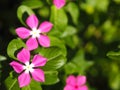 Cayenne Jasmine ,Periwinkle, Catharanthus rosea, Madagascar Periwinkle, Vinca, Apocynaceae name flower white and pink color Royalty Free Stock Photo