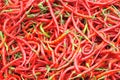 Cayenne pepper Royalty Free Stock Photo