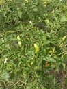 Cayenne pepper as a distraction in rice field bunds