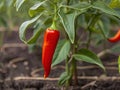 Cayenne Pepper (Capsicum annuum)