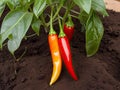 Cayenne Pepper (Capsicum annuum)