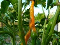 Cayenne pepper close-up view in orange color on plant stem Royalty Free Stock Photo