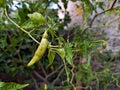 Cayenne pepper leaves damaged due to pest attacks