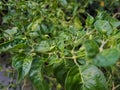 Cayenne pepper leaves damaged due to pest attacks