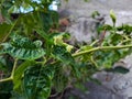 Cayenne pepper leaves damaged due to pest attacks