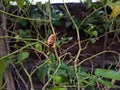 Cayenne pepper leaves damaged due to pest attacks