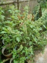 cayenne pepper leaves