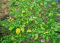 fresh cayenne pepper plants on the tree