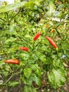 this is a cayenne pepper plant in tropical Indonesia, taken on November 22, 2022.