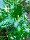 cayenne pepper plants grown in the yard