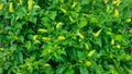 Cayenne pepper plants thrive in agricultural areas