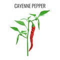 Cayenne pepper pod on green stem with leaves Royalty Free Stock Photo