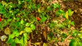 Cayenne pepper is ready to be harvested from local farmers' plantations