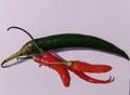 cayenne pepper and red and green vegetables, very spicy in taste