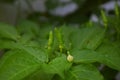 Cayenne pepper thrives in a garden