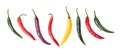 Cayenne peppers, colorful fresh chilies, Capsicum annuum, in a row