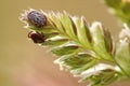 Cayenne tick on a plant