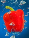 Cayenne underwater with air bubbles Royalty Free Stock Photo