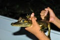 Cayman in the Amazon Rainforest, Manaos, Brazil Royalty Free Stock Photo