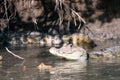 Cayman in Costa Rica. The head of a crocodile (alligator) closeup, ÃÅ¡ÃÂ°ÃÂ¹ÃÂ¼ÃÂ°ÃÂ½