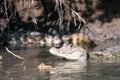 Cayman in Costa Rica. The head of a crocodile (alligator) closeup, ÃÅ¡ÃÂ°ÃÂ¹ÃÂ¼ÃÂ°ÃÂ½ Royalty Free Stock Photo