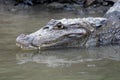 Cayman in Costa Rica. The head of a crocodile Royalty Free Stock Photo