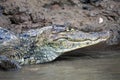 Cayman in Costa Rica. The head of a crocodile (alligator)