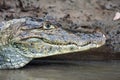 Cayman in Costa Rica. The head of a crocodile (alligator) closeup