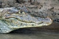 Cayman In Costa Rica. The Head Of A Crocodile (alligator) Closeup
