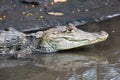 Cayman in Costa Rica. The head of a crocodile (alligator) closeup Royalty Free Stock Photo